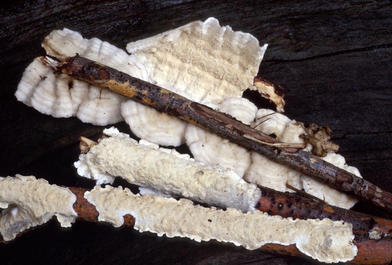 Byssomerulius corium